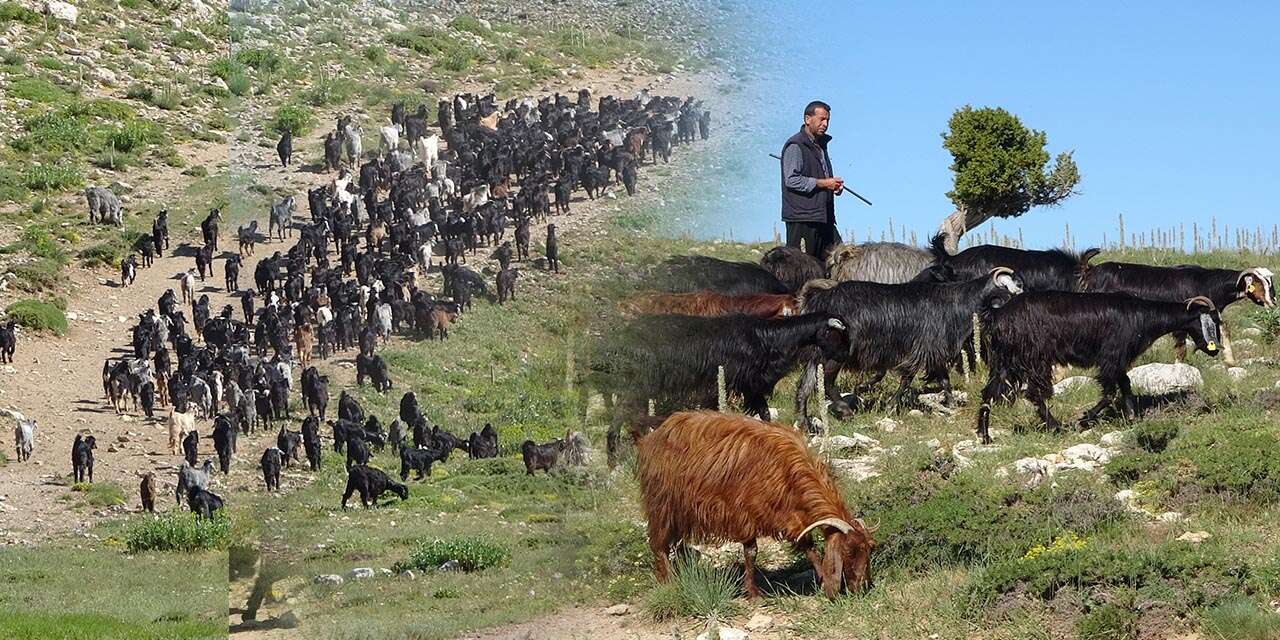 Yörüklerin Konya için yayladaki zorlu mesaisi başladı
