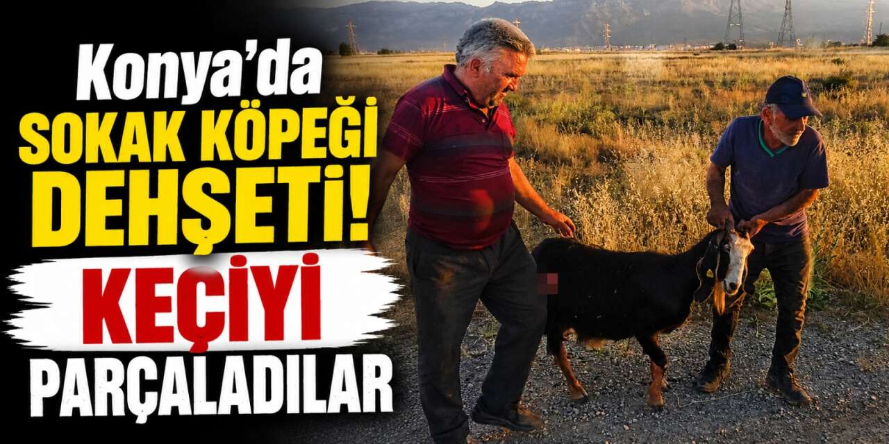 Konya’da sürüden ayrılan keçiyi kurt değil, köpek kaptı