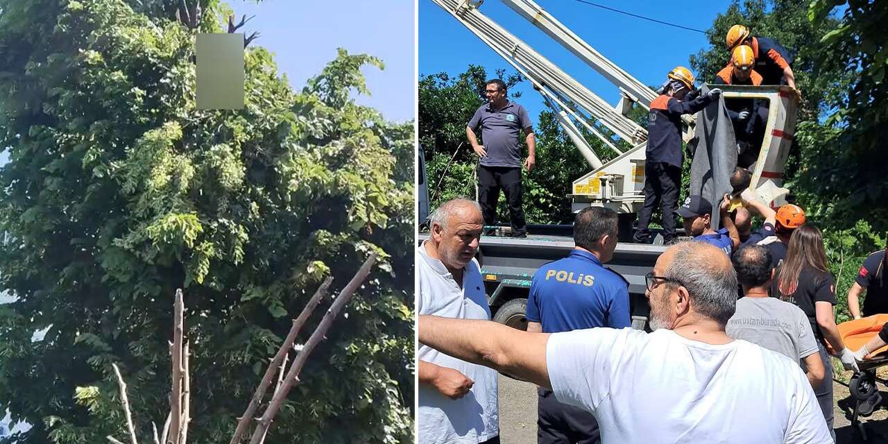 Çıktığı ağaçtan ölüsü indirildi! Hasan Çataklı hayatını kaybetti