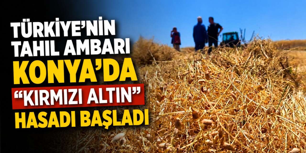 Konya'da çiftçi "kırmızı altın" için tarlaya indi