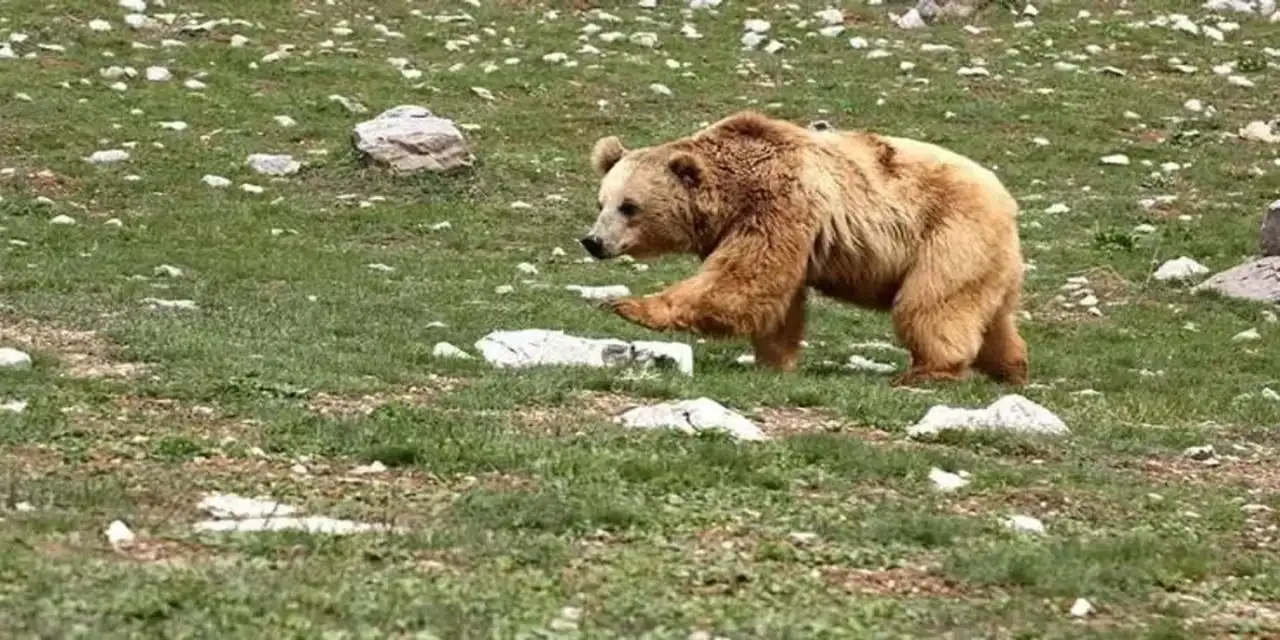 Evinin önünde uyurken ayının saldırdığı Osman Güntaş öldü