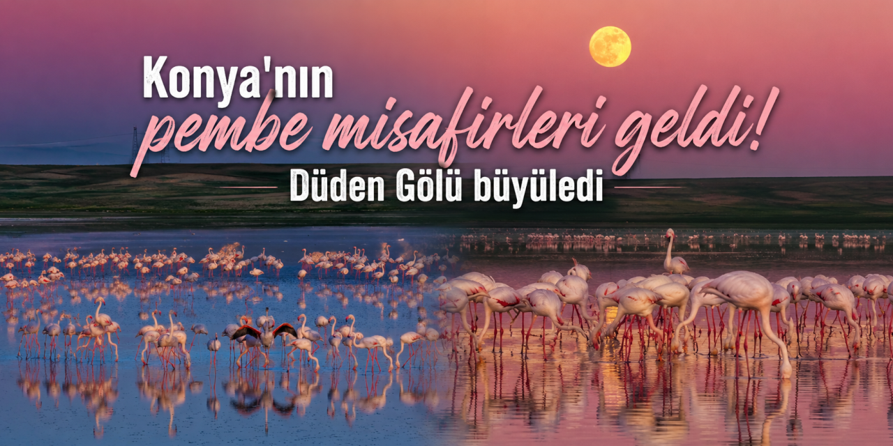 Konya'da pembe şölen! Düden Gölü flamingolarla renklendi