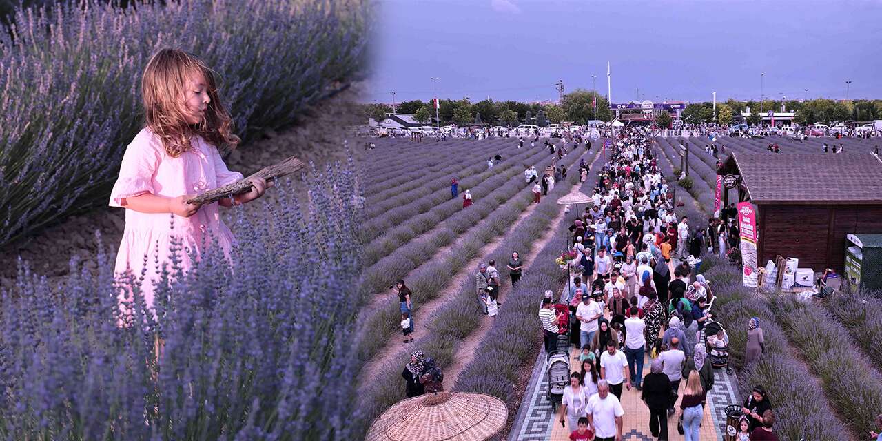 Konya'nın mor tarlalarına ziyaretçi akını! Festival rekorla tamamlandı