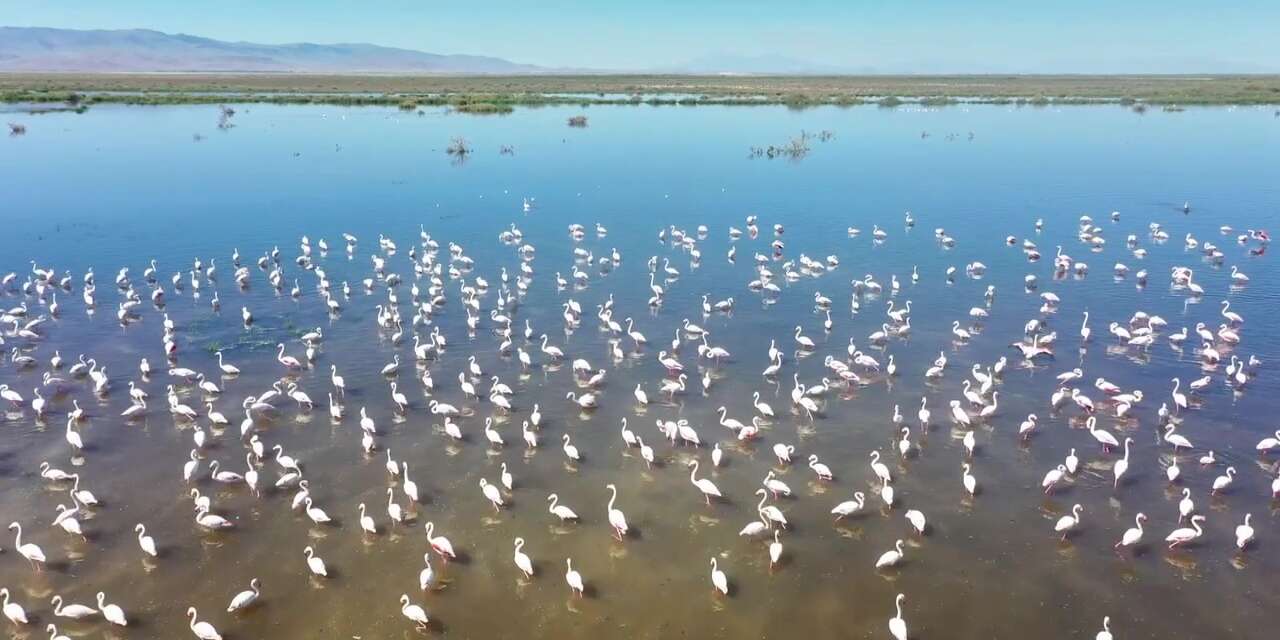 Müjdeyi pembe güzellikler verdi! Konya’nın doğa hazinesi küllerinden doğdu