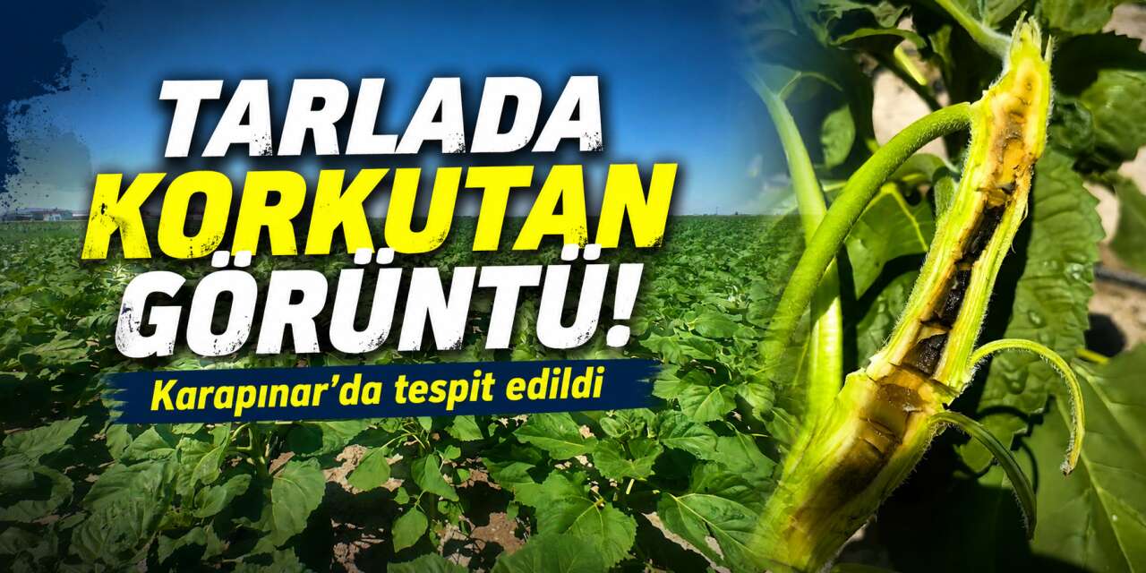 Tarım şehri Konya’da korkutan belirti! Çiftçiye kritik uyarı geldi