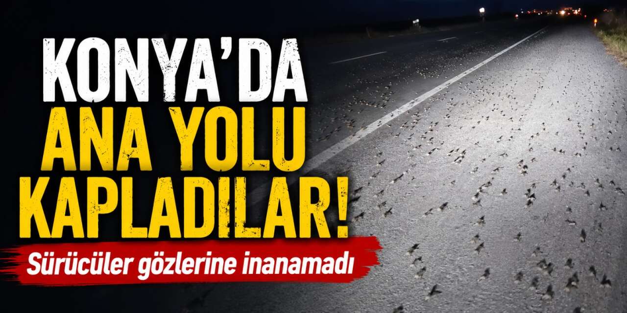 Sürücüler neye uğradığını şaşırdı! Konya'da ana yolu kurbağalar bastı