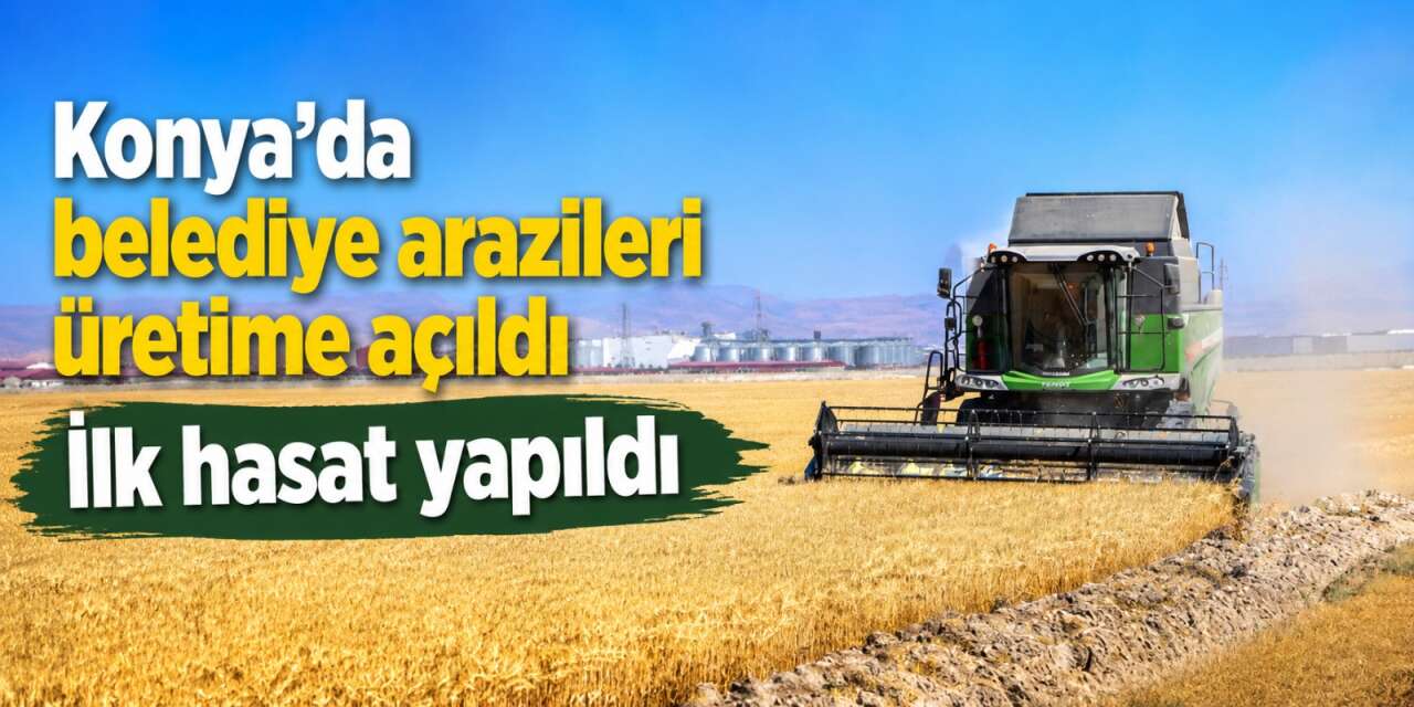 Boş kalan topraklar yeniden hayat buldu! Selçuklu ilk hasadı yaptı