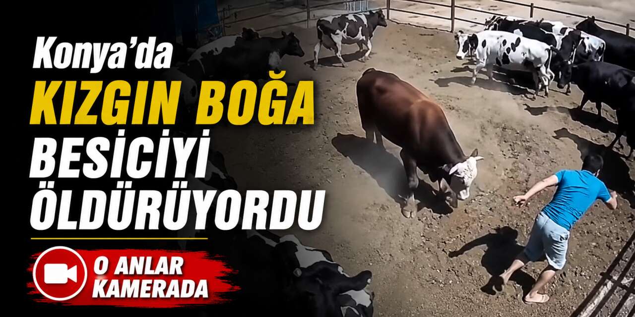 Konya'da besiciye boğa saldırdı! Canını zor kurtardı