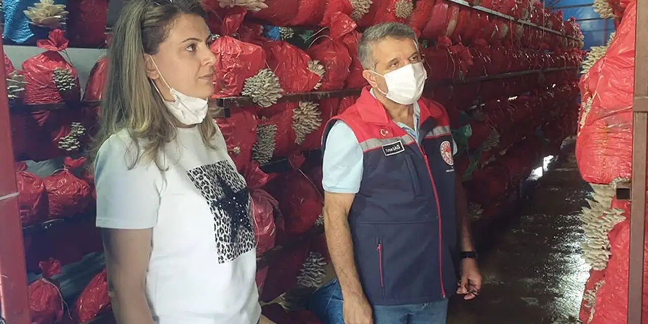 Konya'da istiridye mantarı üretimine sıkı denetim