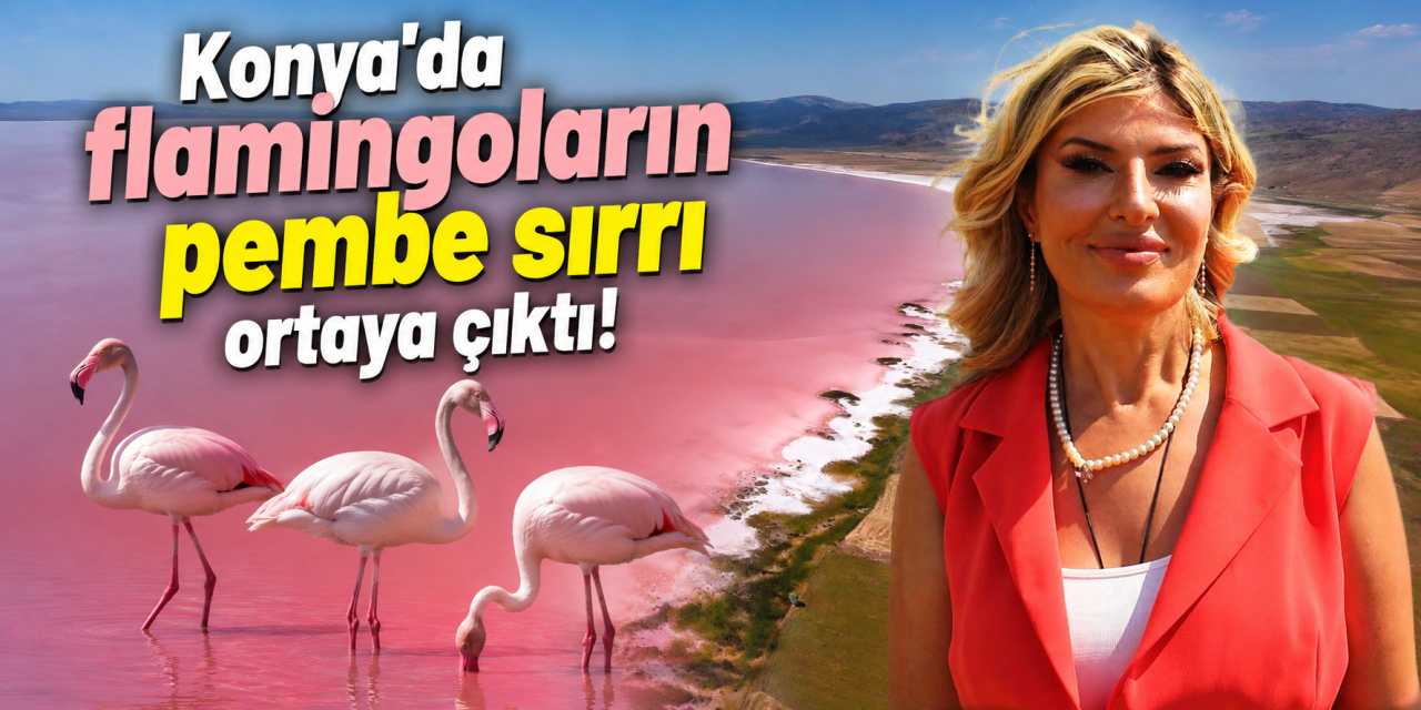 Flamingoların pembe sırrı Tuz Gölü’nde saklı