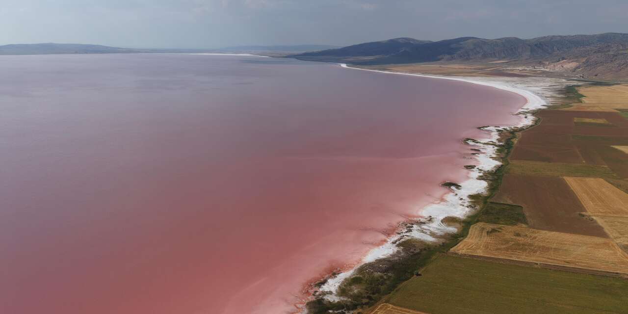 Flamingoların pembe sırrı Tuz Gölü’nde saklı