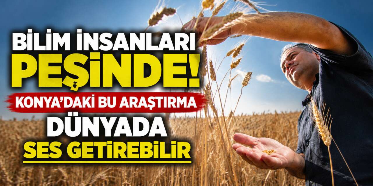 Konya’da bilim insanları sırrını çözüyor! Daha iri ve çiftçiye daha çok kazandırabilir
