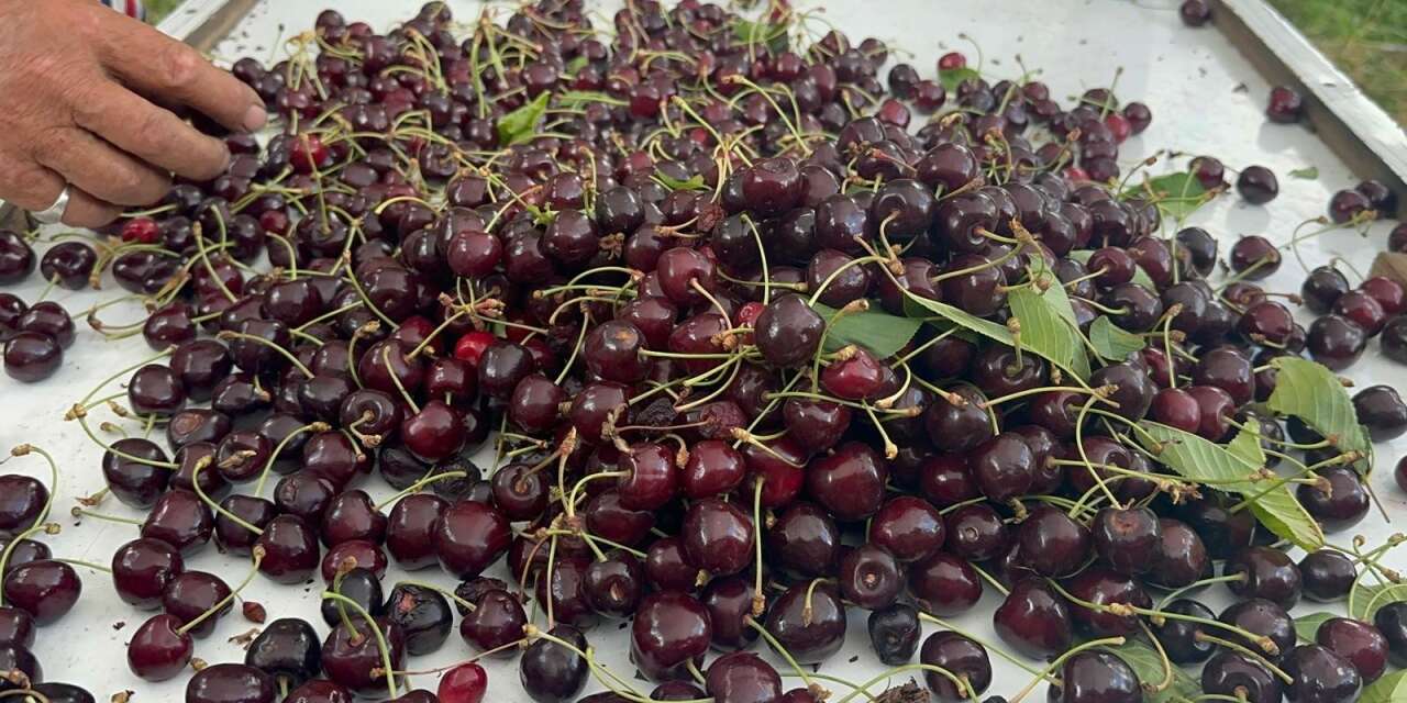 Konya'da kiraz bolluğu kaliteyi vurdu! Fiyatlar 25 TL'ye kadar geriledi