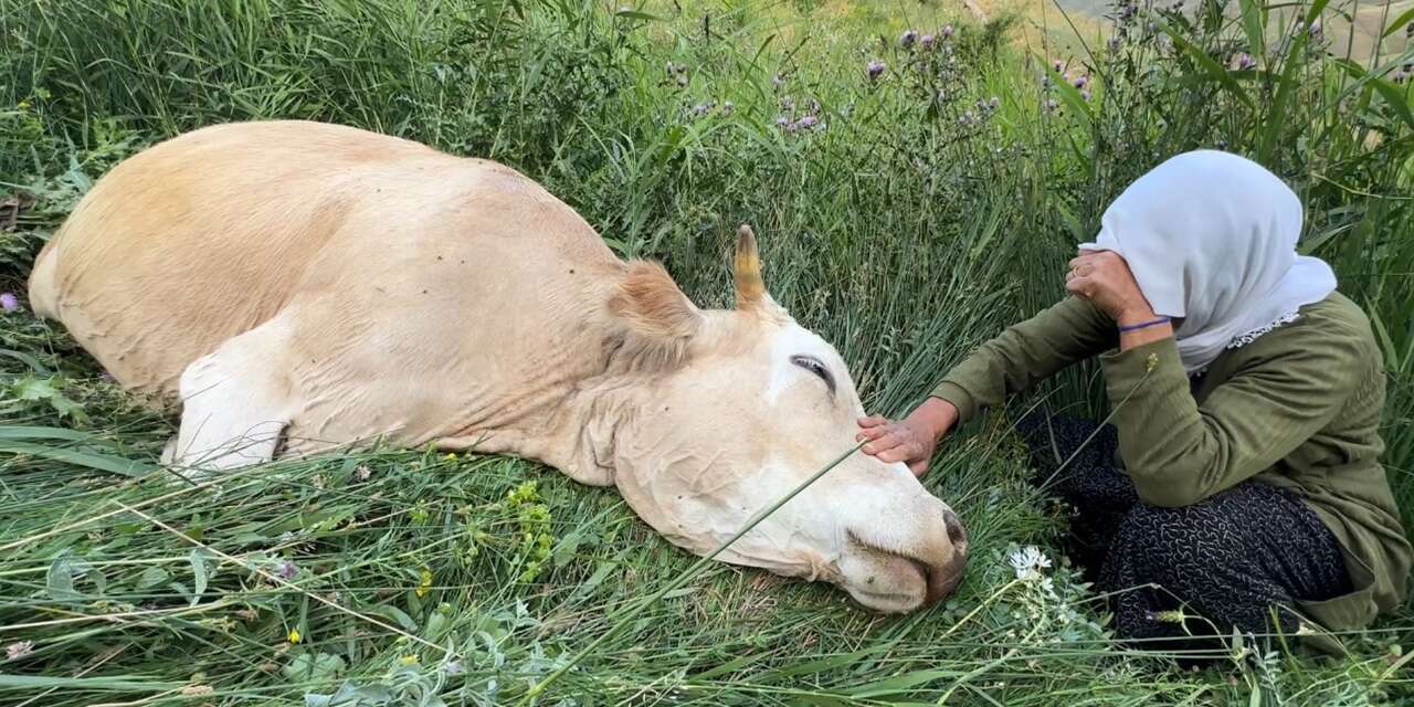 Tek geçim kaynağı uçurumdan düştü! İneğine sarılıp saatlerce gözyaşı döktü