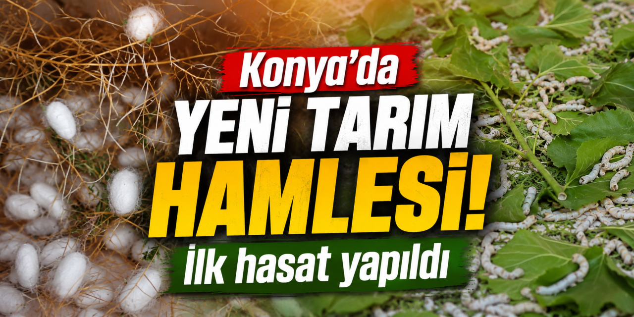 Konya’da üreticiye yeni gelir kapısı: İpek böceği yetiştiriciliği