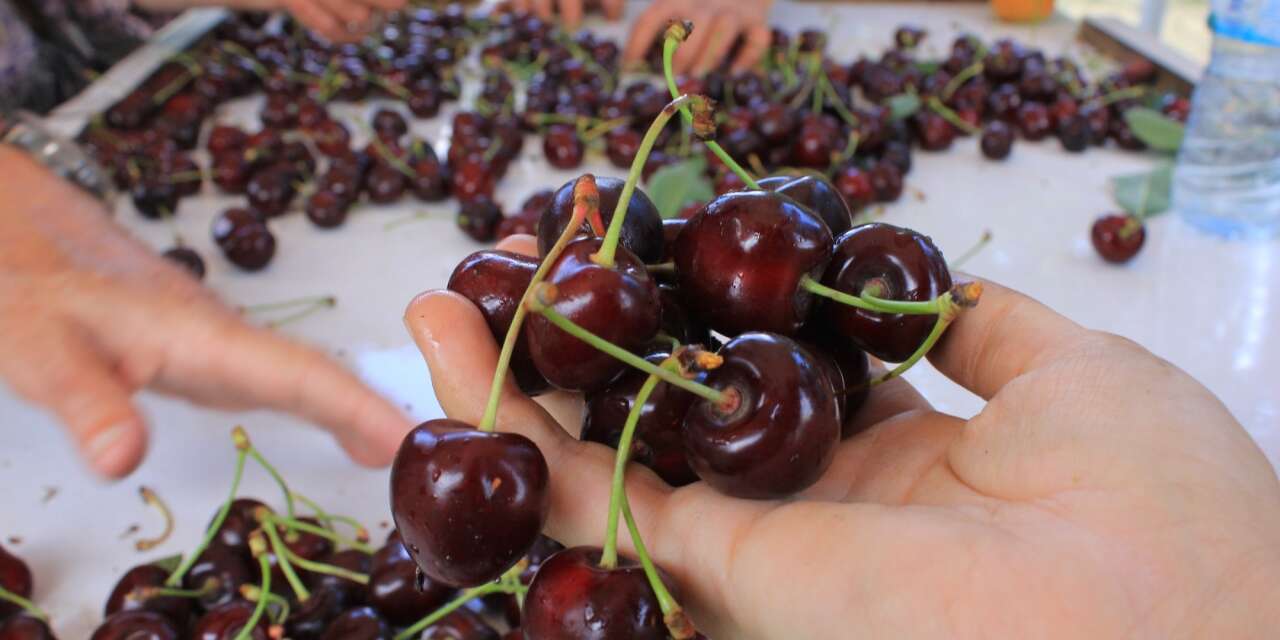 Konya'nın tescilli lezzeti dünya sofralarında! Smoothie sektörünün vazgeçilmezi oldu