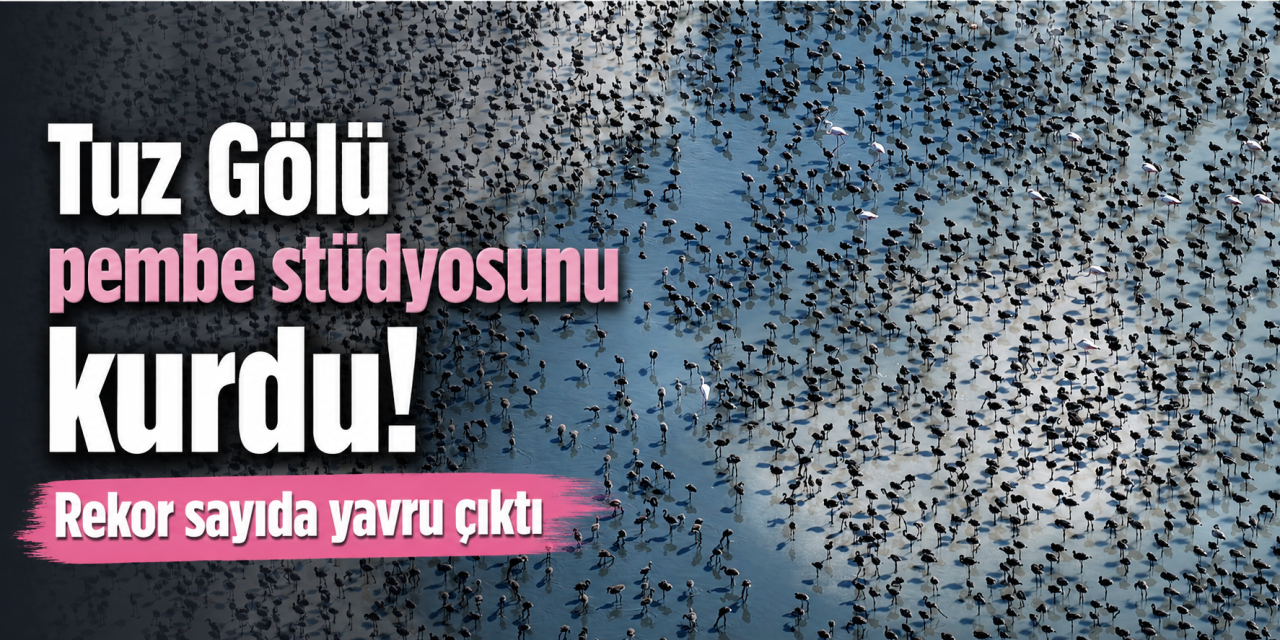 Konya’nın pembe misafirleri çoğaldı! Son 5 yılın rekoru kırıldı