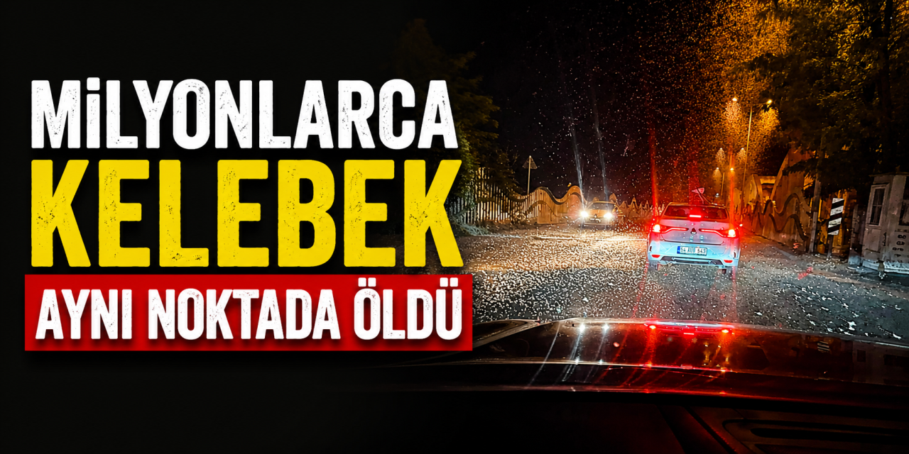 Kelebeklerin ölüm dansı yeniden başladı