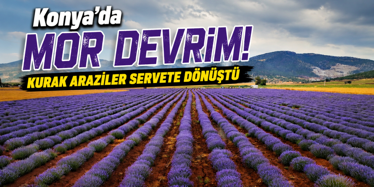 Kurak araziler mor tarlalara dönüştü! Konya Türkiye'de ilk 5'e girdi