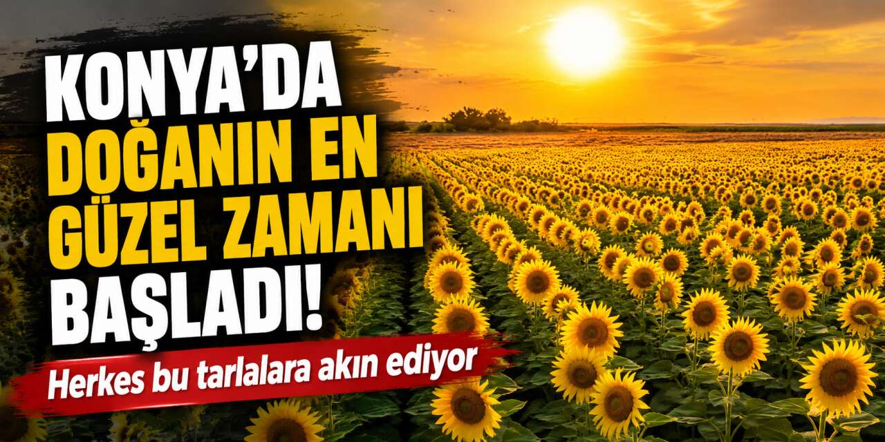 Konya'nın sarı cenneti ortaya çıktı