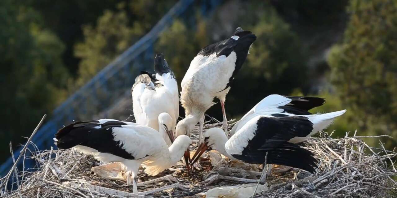 Konya'da leyleklerin kahvaltı mesaisi kamerada