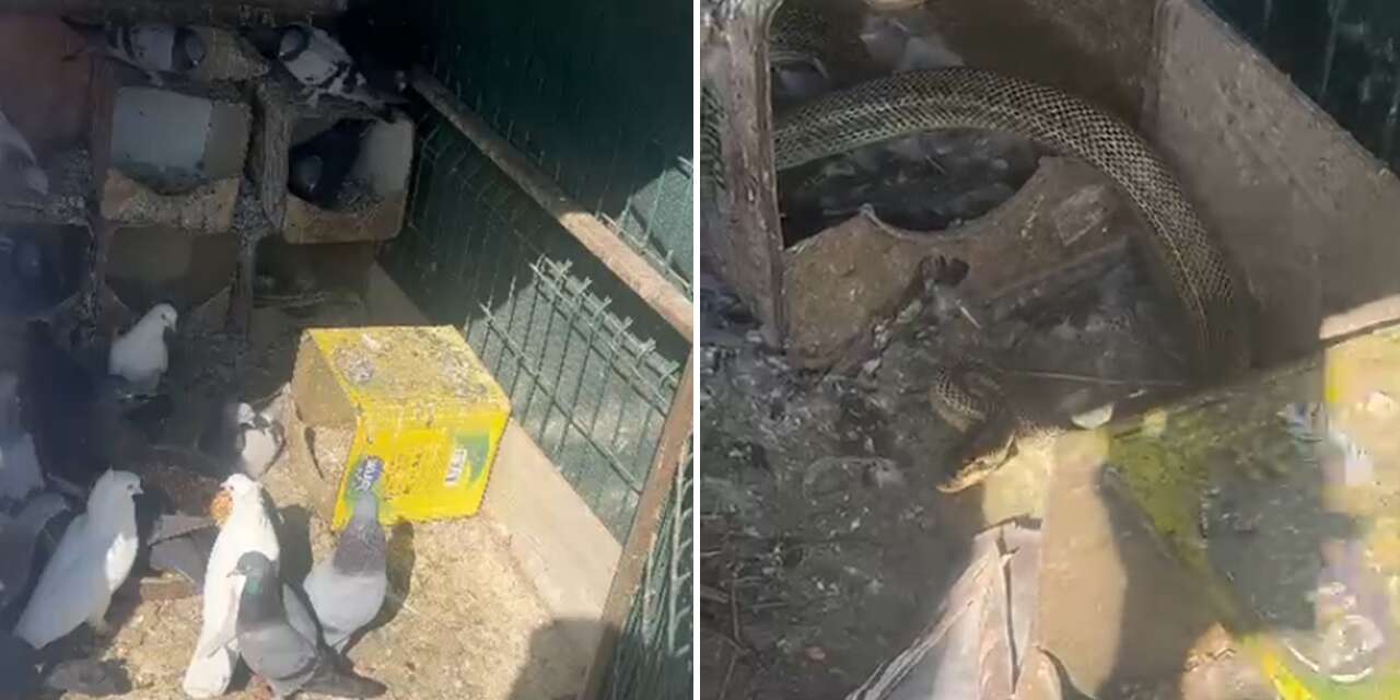 Konya'da güvercin kümesine yılan girdi! 2 güvercin telef oldu
