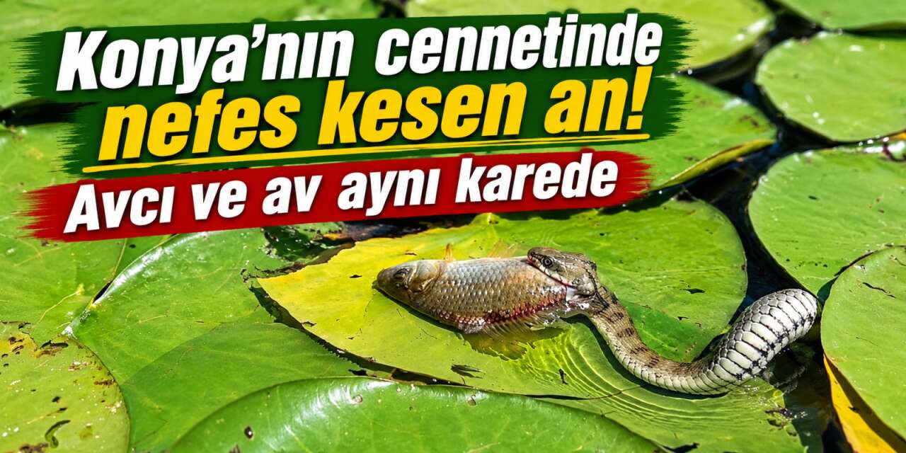 Konya’nın ünlü bahçesinde çarpıcı an! Avını nilüfer yapraklarında yakaladı