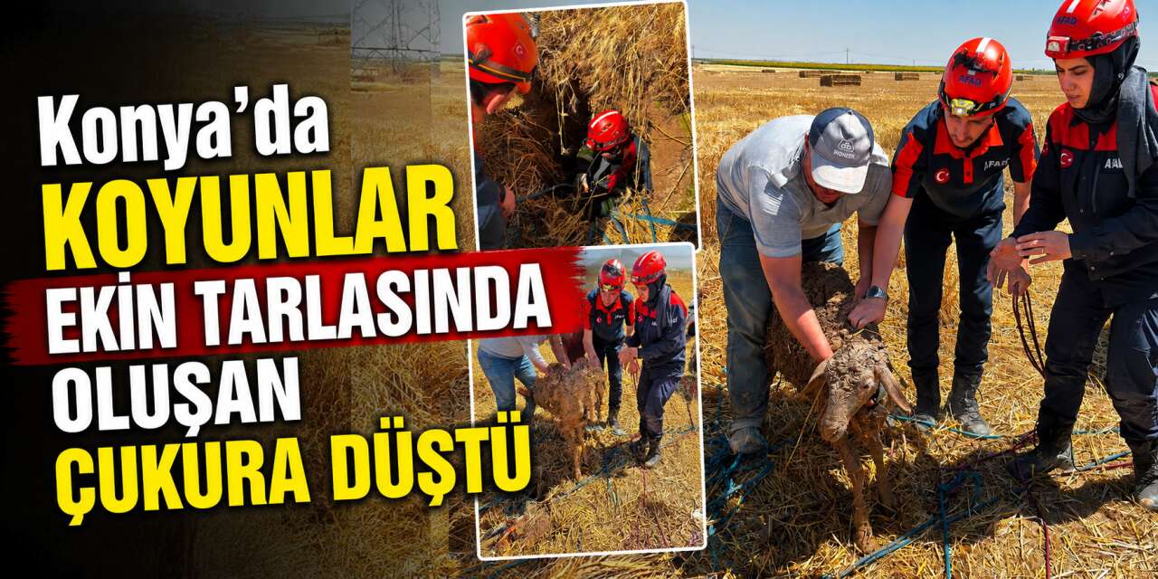 Konya’da ekin tarlası çöktü, koyunlar içine düştü