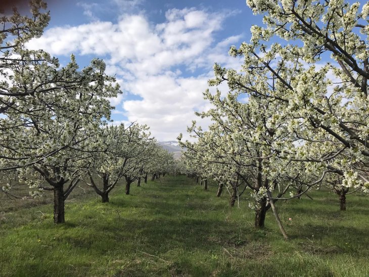 Ereğli'de kiraz ağaçları çiçek açtı