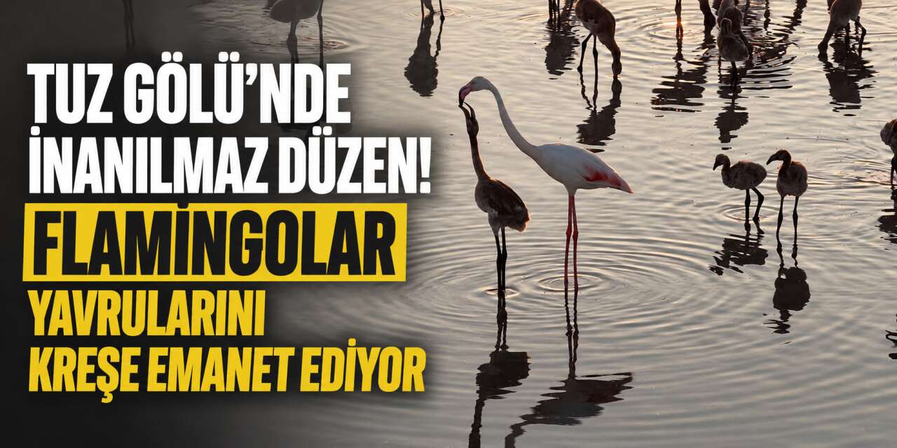 Flamingoların bilinmeyen yöntemi! Tuz Gölü'nde 12 bin 800 yavru böyle büyüyor
