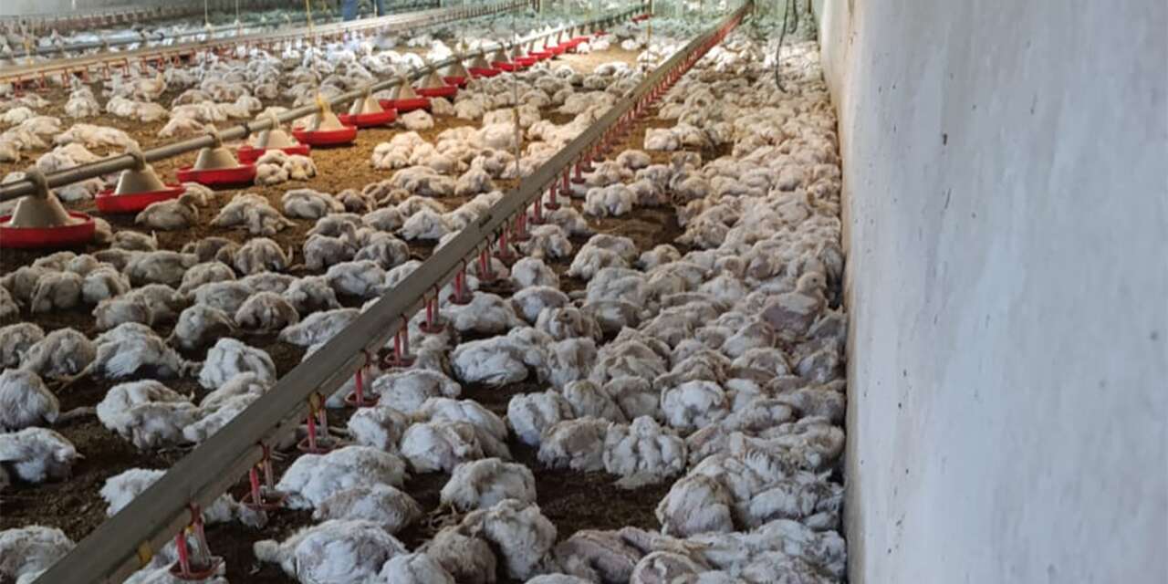 Çiftlikteki arıza binlerce tavuğun ölümüne neden oldu! Zarar büyük