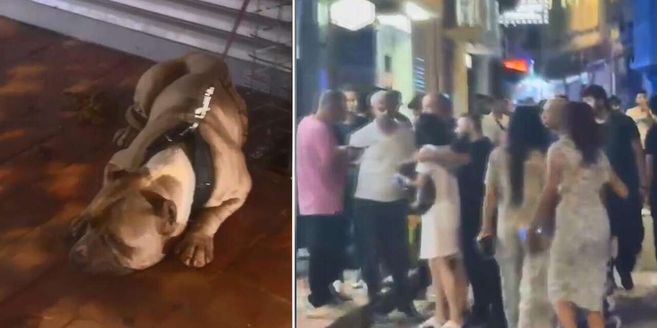 Köpeğine saldıran pitbullun sahibini 3 yerinden bıçakladı
