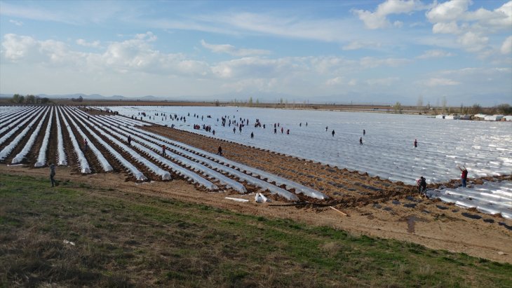 Konya'daki mevsimlik tarım işçileri mesaide