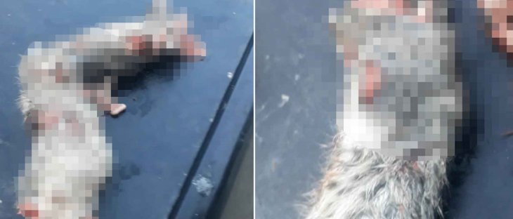 Bunu adı vahşet! Konya'da bacak ve kuyrukları kesilmiş 2 yavru kedi bulundu