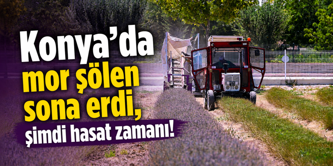 Konya’da 500 bin kişinin akın ettiği mor tarlada hasat zamanı! Lavantaların asıl hikayesi başladı