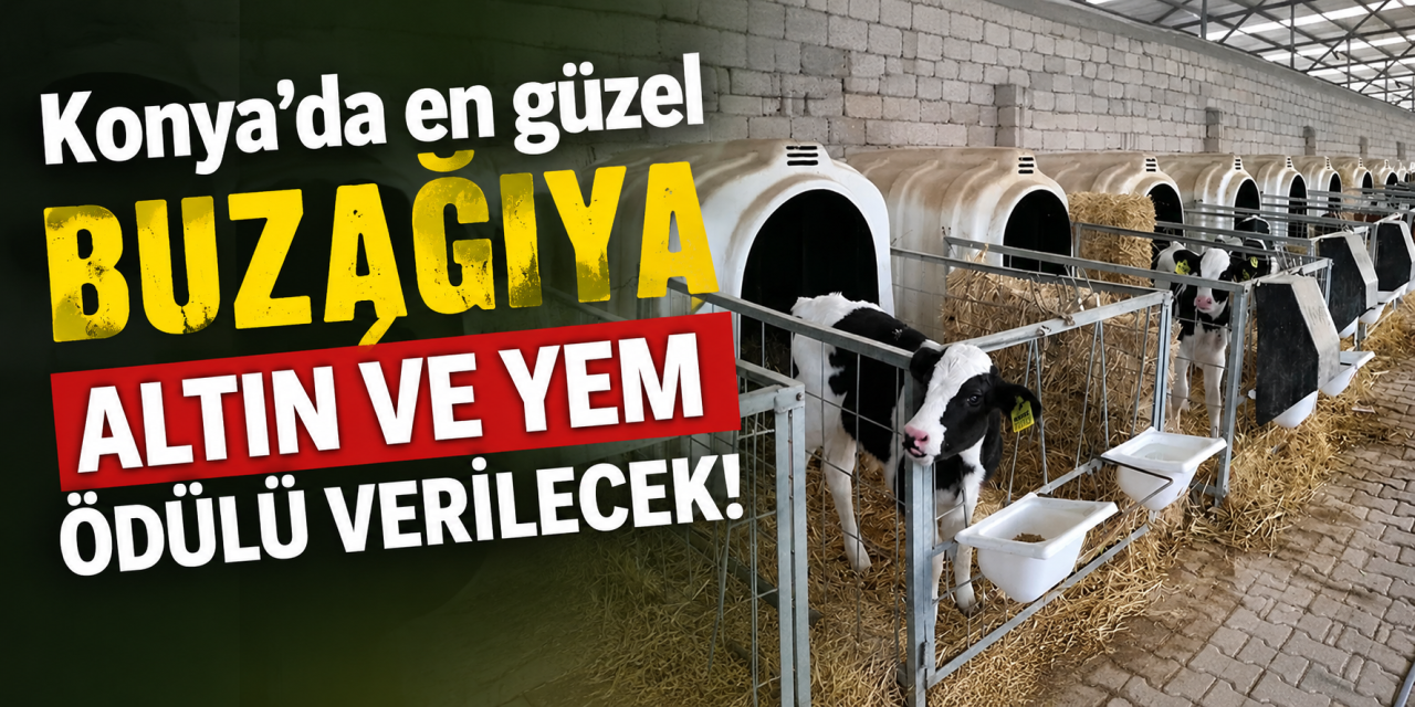 Konya’da buzağılar yarışacak! Dereceye giren besicilere altın ve yem ödülü