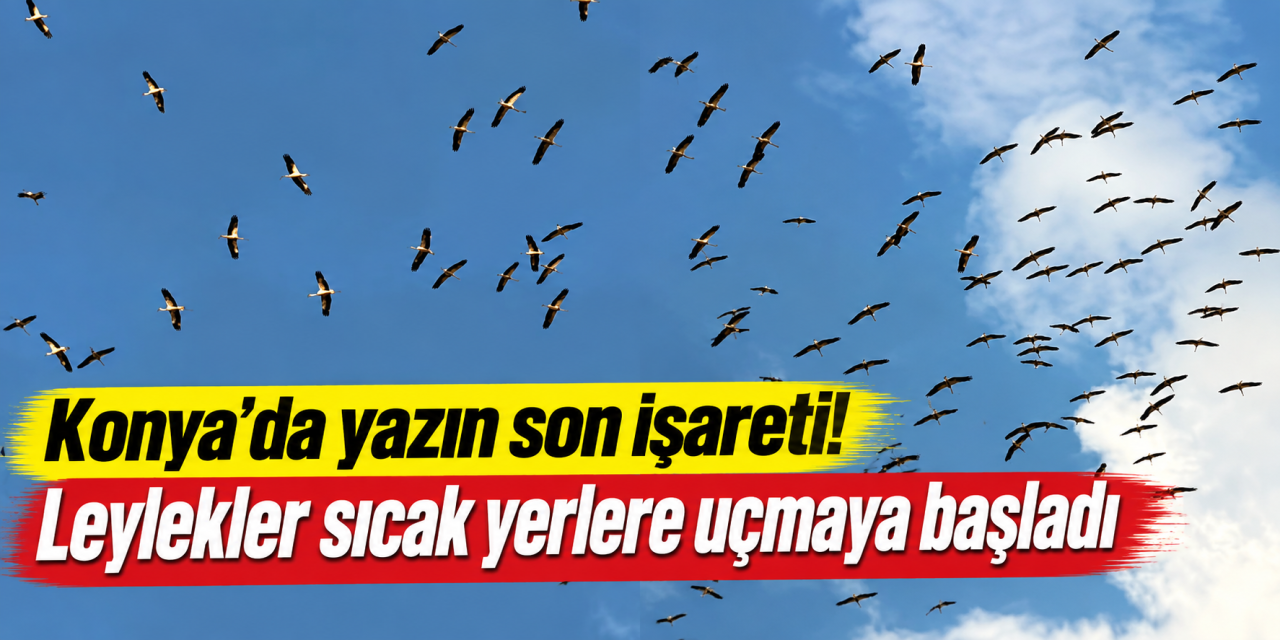 Konya semalarında göç şöleni! Leylek sürüleri sıcak ülkelere doğru yola çıktı
