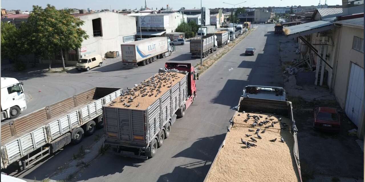 Konya’da buğday pazarının görünmez temizleyicileri! Karın tokluğuna çalışıyorlar