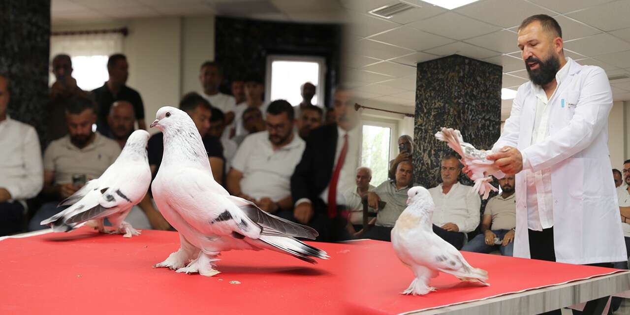 Bu güvercinlerin fiyatı dudak uçuklatıyor! Değeri 5 milyon lirayı buluyor