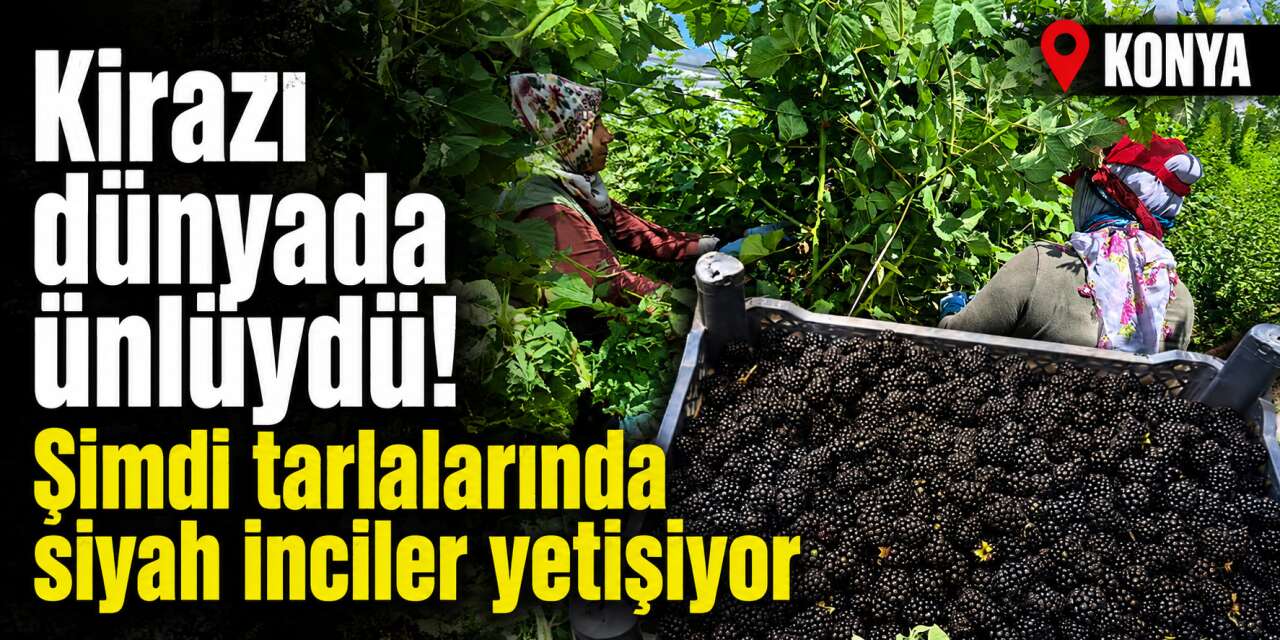 Konya’da çiftçinin yeni gözdesi! İkinci yılında yüzleri güldürdü