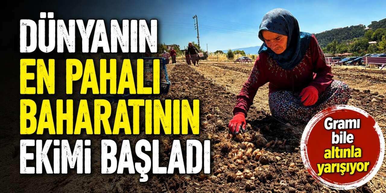 650 bin liralık baharat toprağa indi! 3 ay sonra servet toplanacak