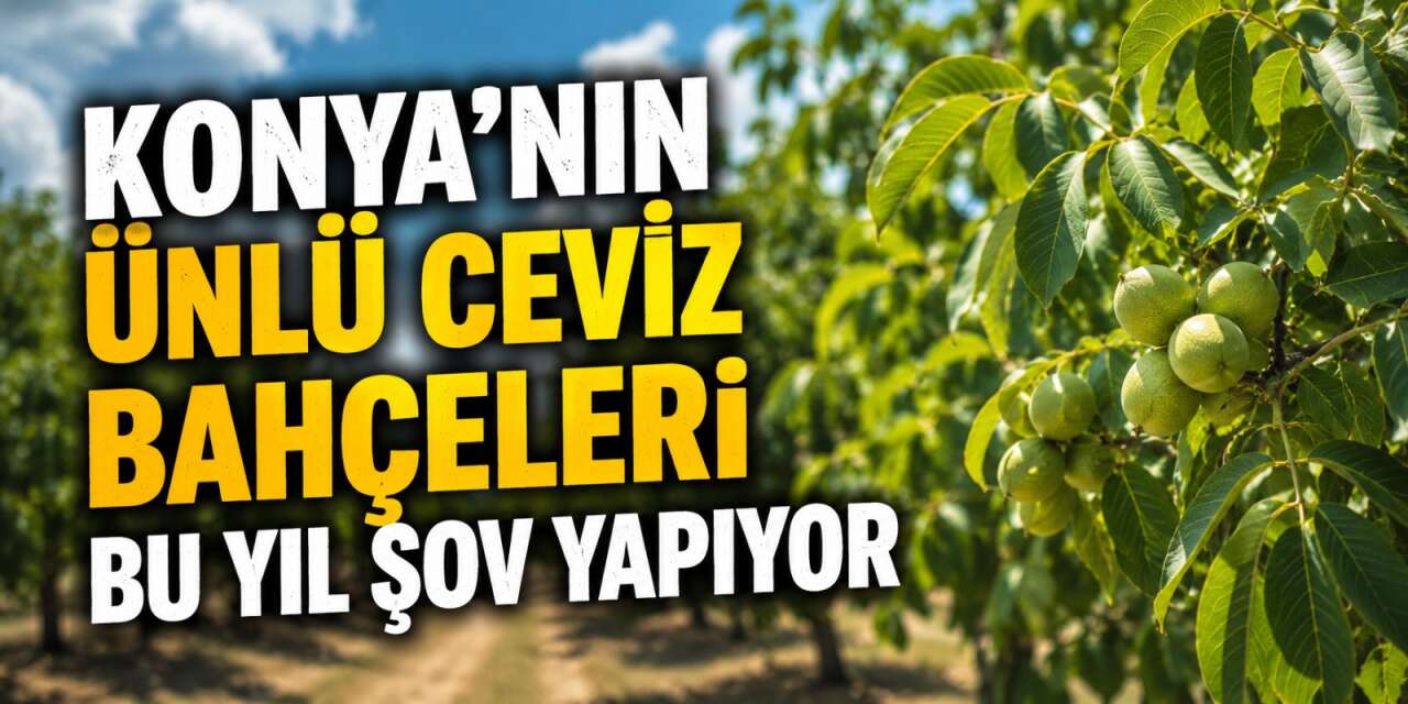 Konya’da bu yıl ceviz üreticilerinin cebi dolacak