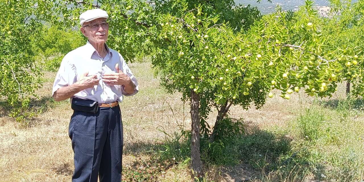 Gözler eylülde! “Ölümsüzlük meyvesi” için geri sayım başladı