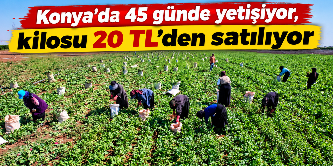 Konya’da kırmızı hasat başladı! Az su istiyor, 45 günde yetişiyor