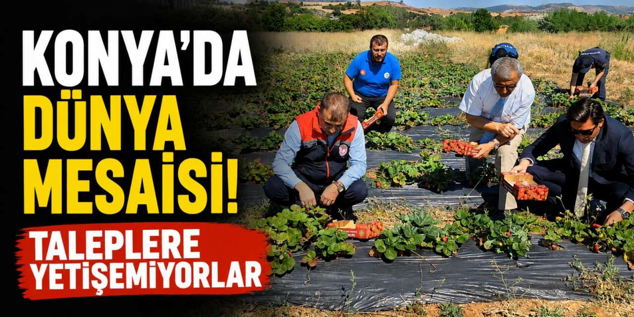 Konya’da tarladan altın fışkırıyor