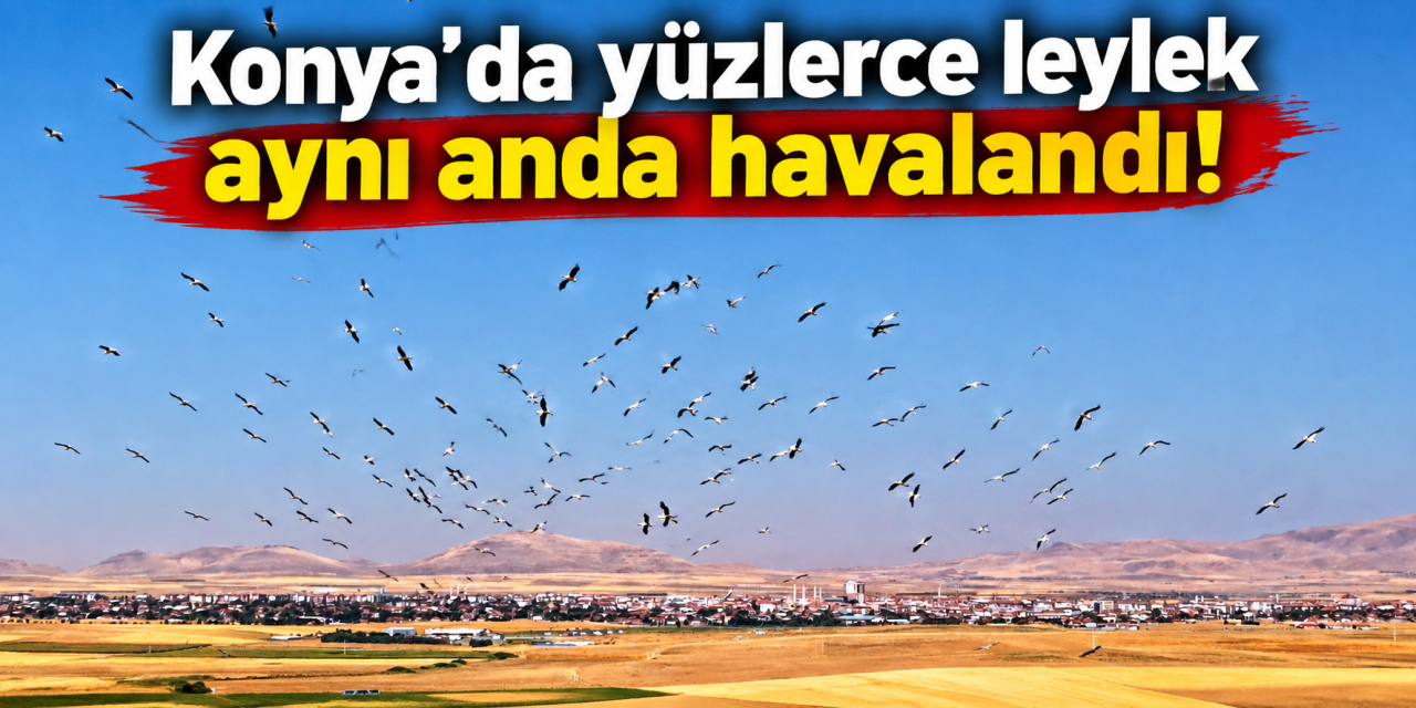 Konya’da gökyüzü hareketlendi, Düden Gölü’ndeki leyleklerin dansı büyüledi