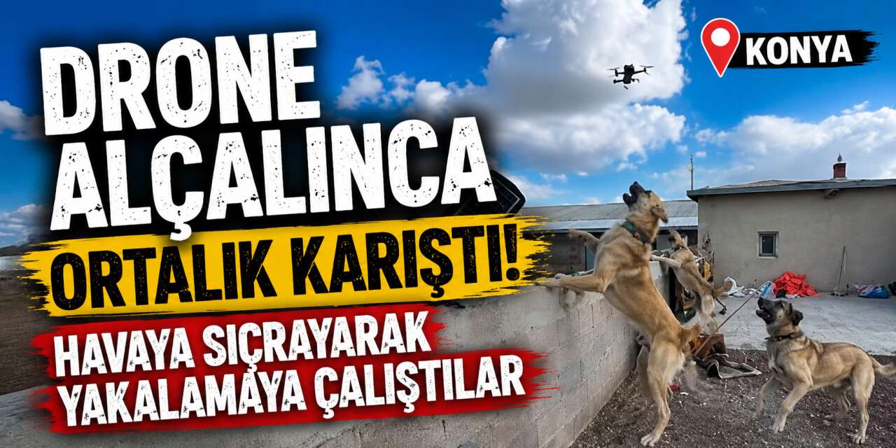 Konya’da sürü köpeklerinin drone ile imtihanı
