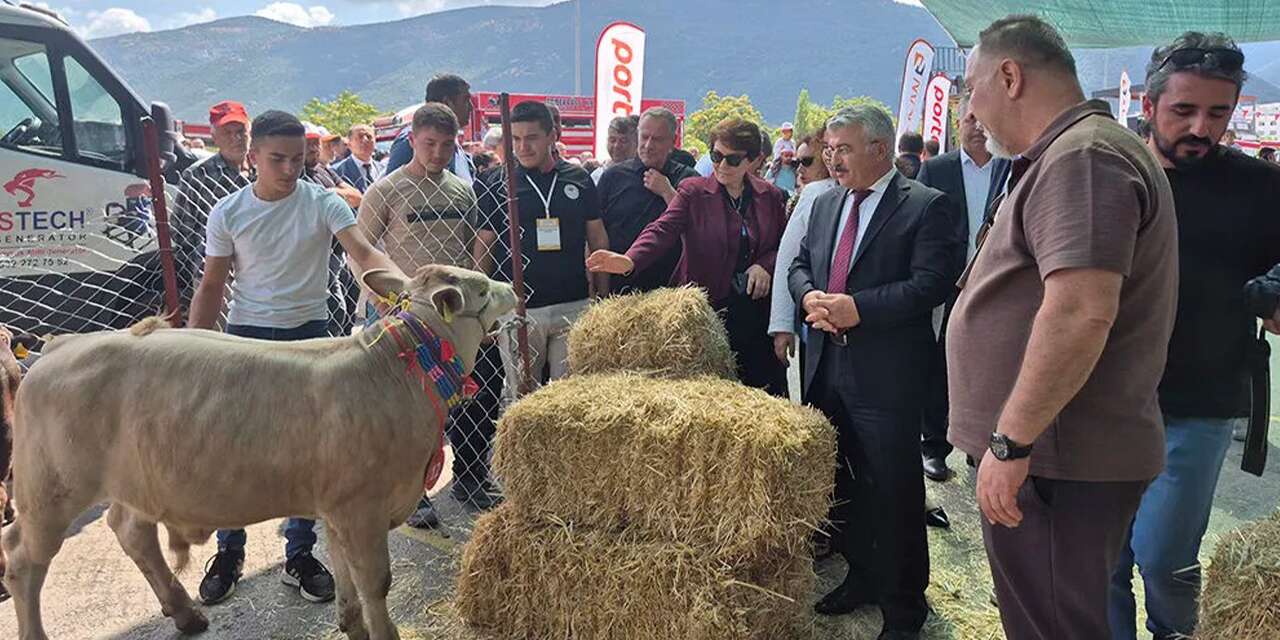 Konya’nın en güzel buzağısı seçildi! Sahibine çeyrek altın verildi