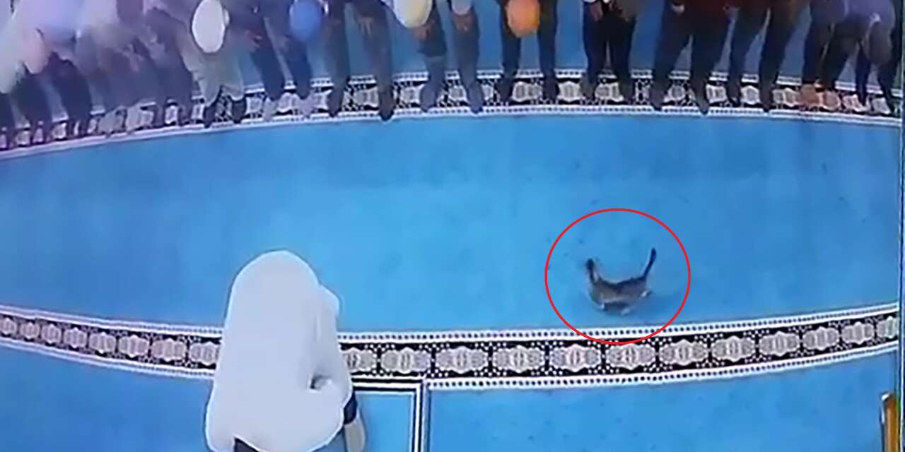 Camide inanılmaz anlar! Namazda kediye tekme attı