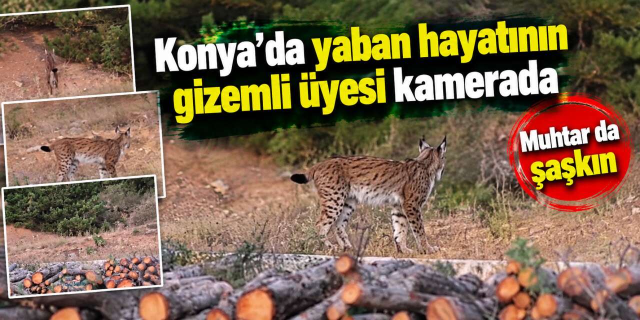 Konya’da nadir görülen misafir! Orman hayaleti kameraya yakalandı